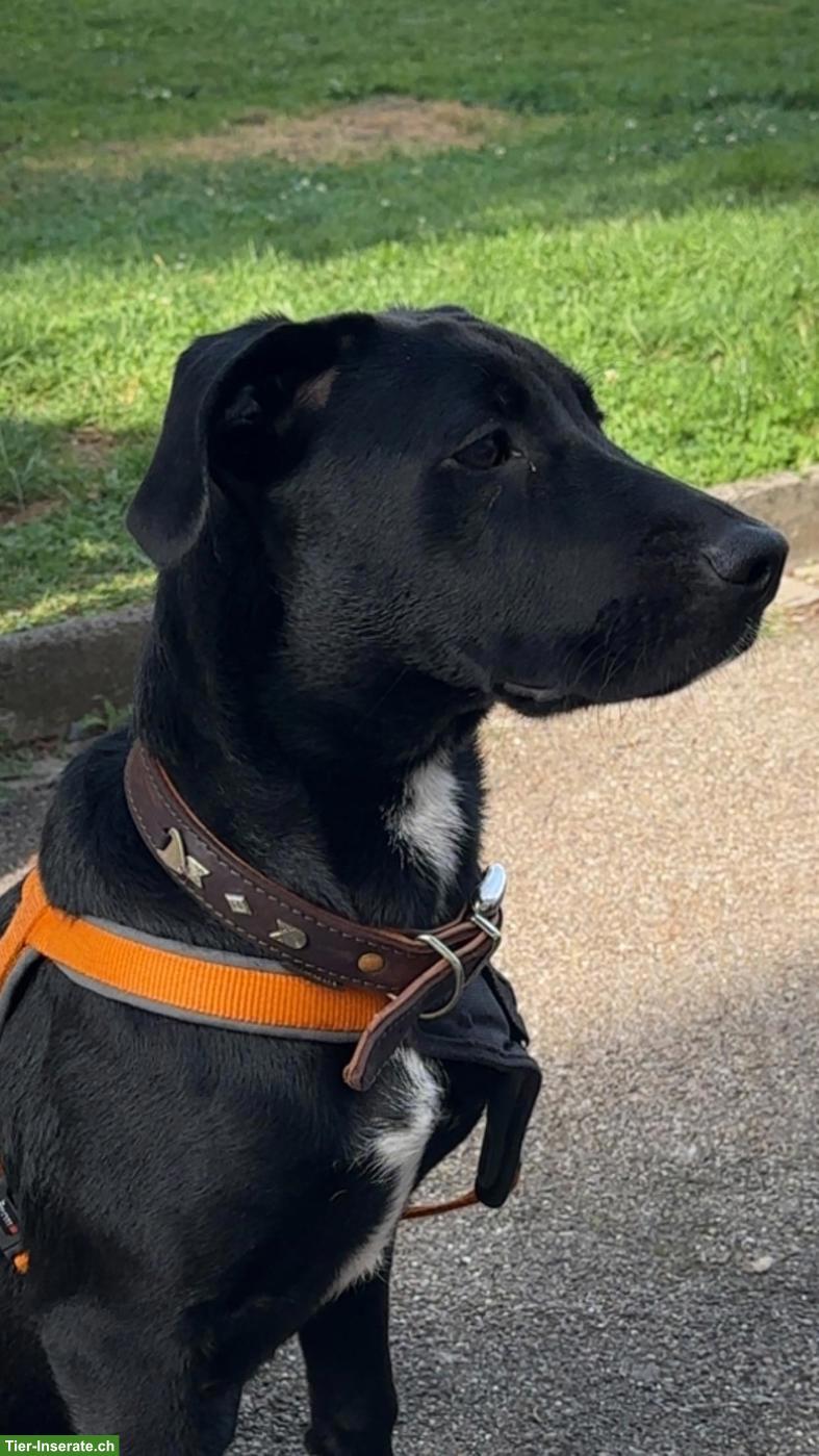 Bild 3: Liebe Malinois x Cane Corso Mix Hündin sucht hundeerfahrenes Zuhause