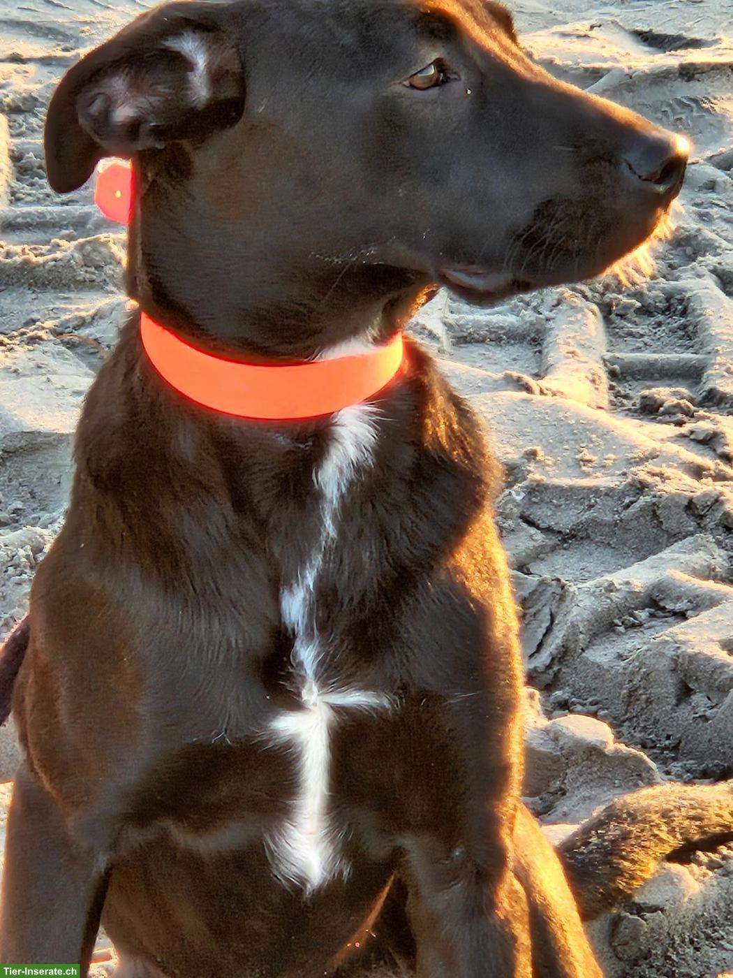 Bild 4: Liebe Malinois x Cane Corso Mix Hündin sucht hundeerfahrenes Zuhause