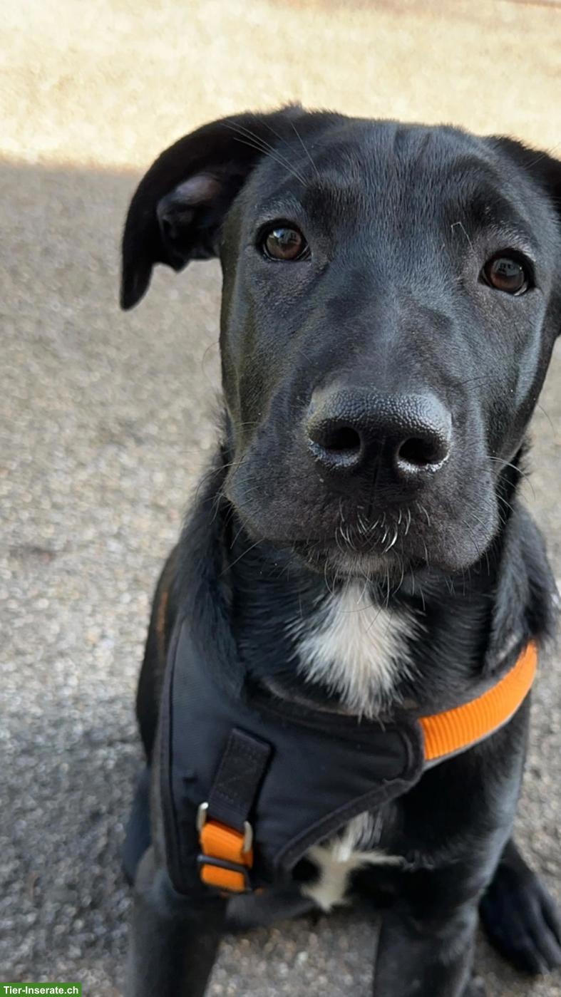 Bild 5: Liebe Malinois x Cane Corso Mix Hündin sucht hundeerfahrenes Zuhause