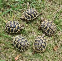Baby-Schildkröten THB (Griechische Landschildkröten)