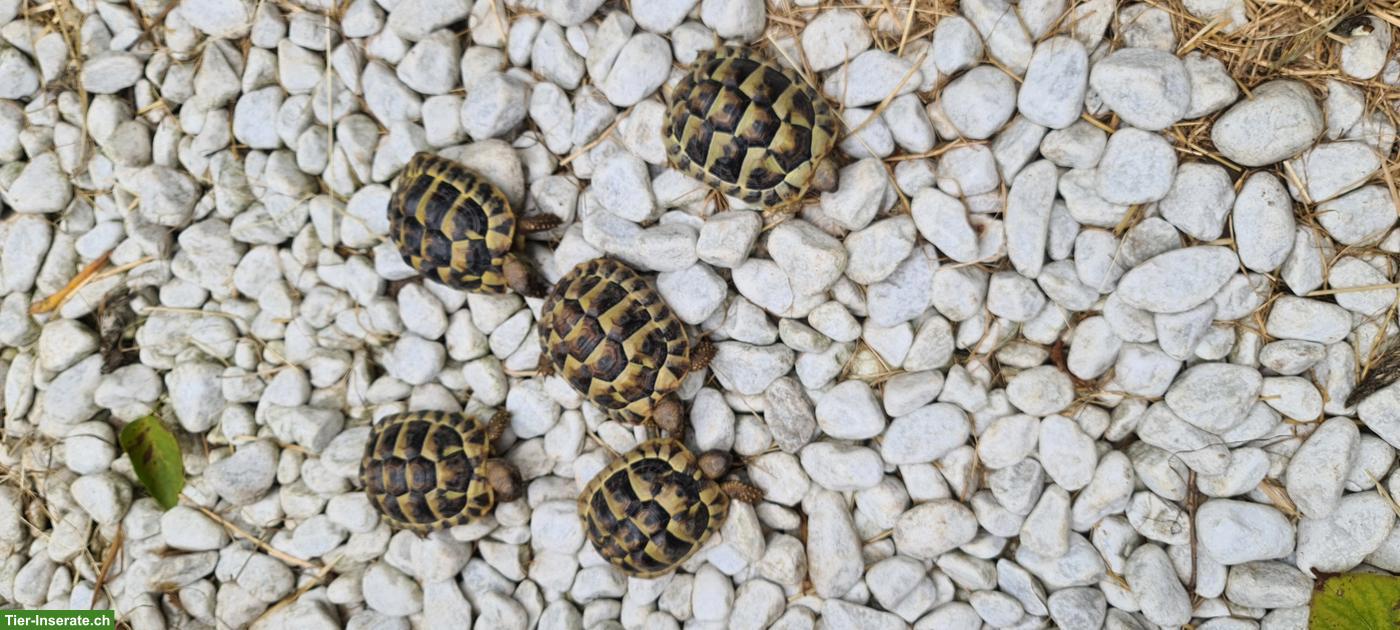 Bild 2: Baby-Schildkröten THB (Griechische Landschildkröten)