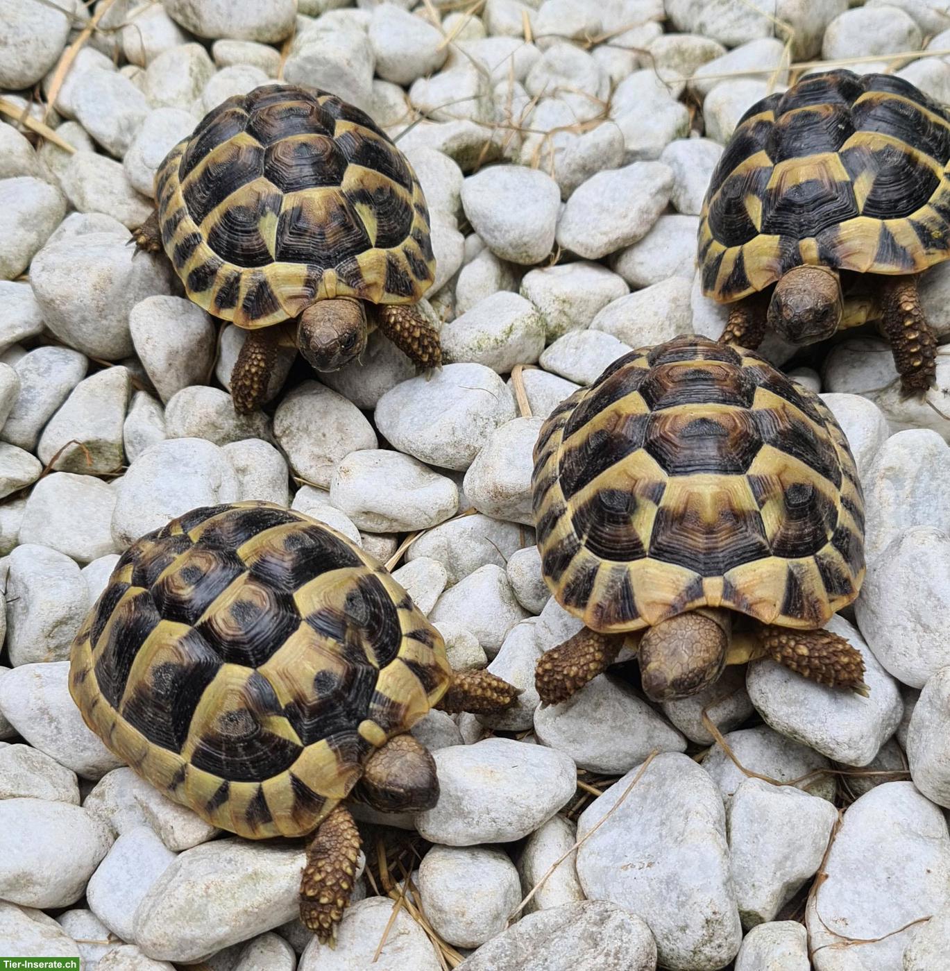 Bild 3: Baby-Schildkröten THB (Griechische Landschildkröten)