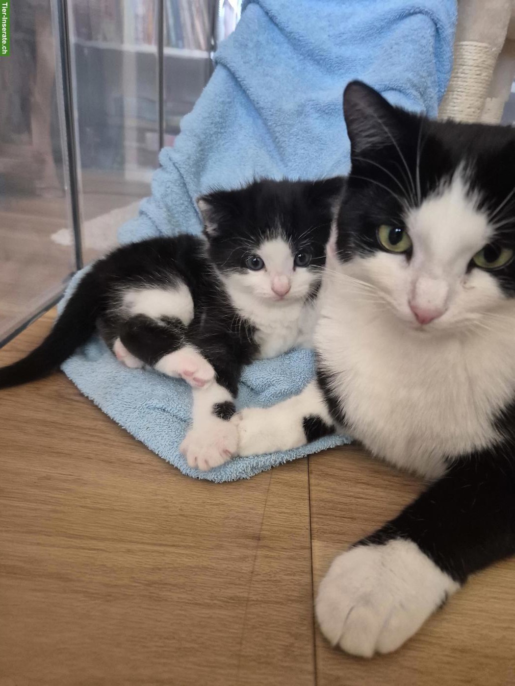 Toller junger Kater, stubenrein abzugeben