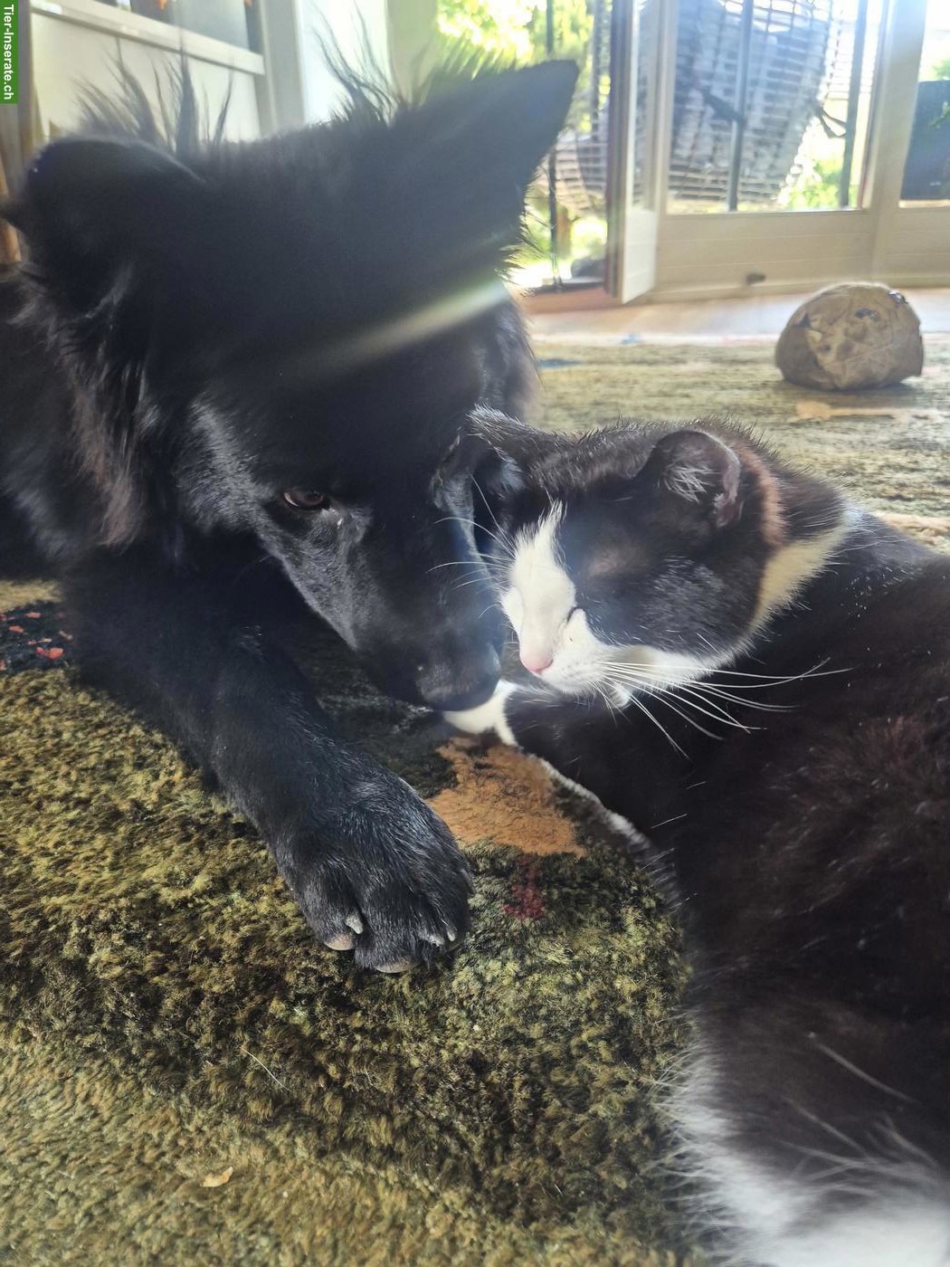 Bild 3: Toller junger Kater, stubenrein abzugeben