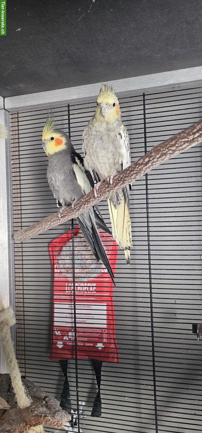 Bild 2: 4 Nymphensittiche mit Voliere suchen neues Zuhause