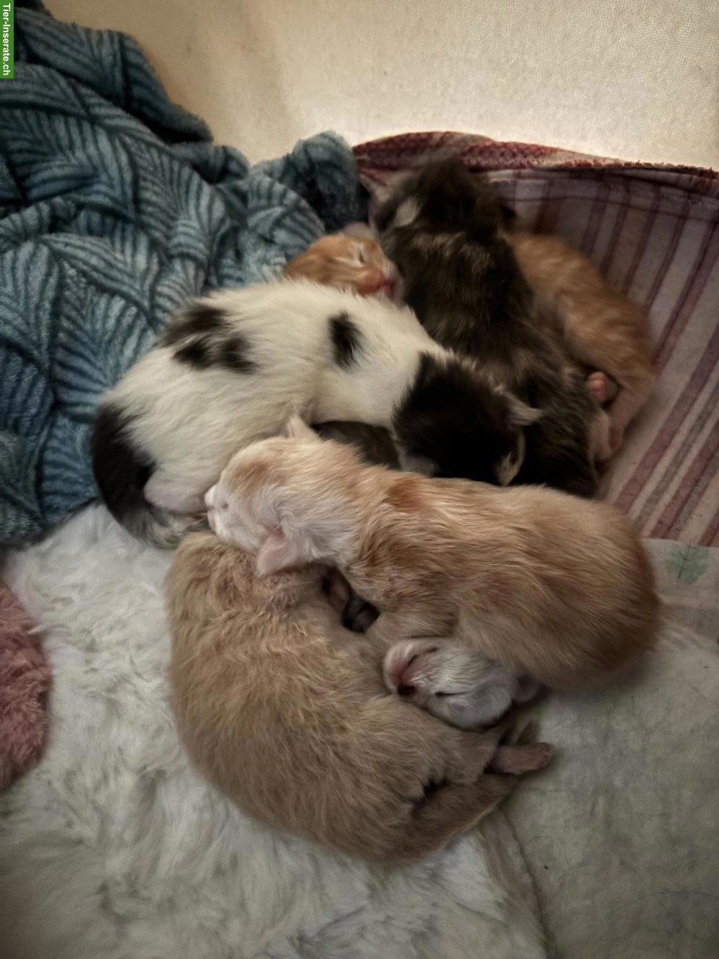 Maine Coon Kitten Wurf A und B