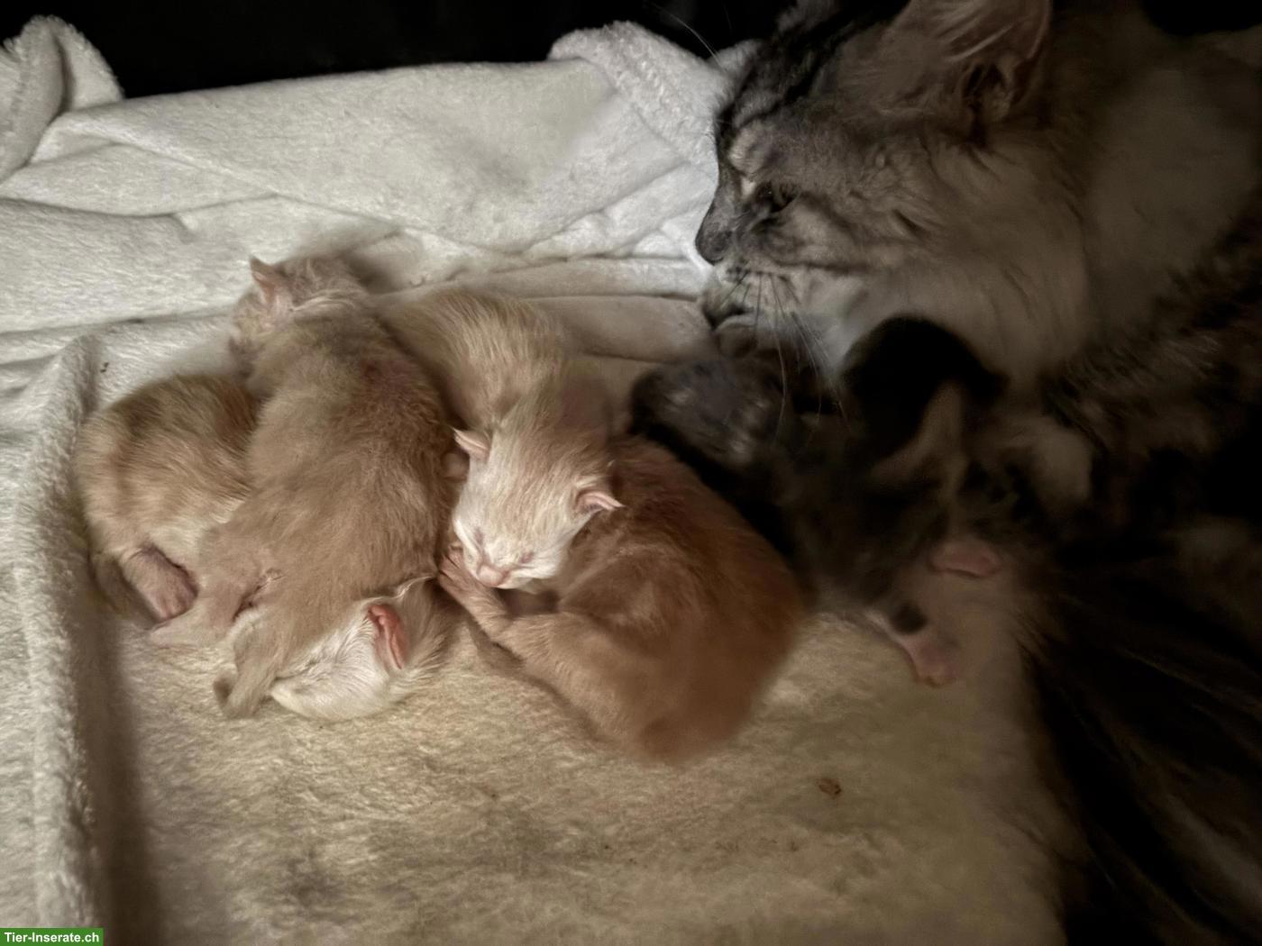 Bild 2: Maine Coon Kitten Wurf A und B
