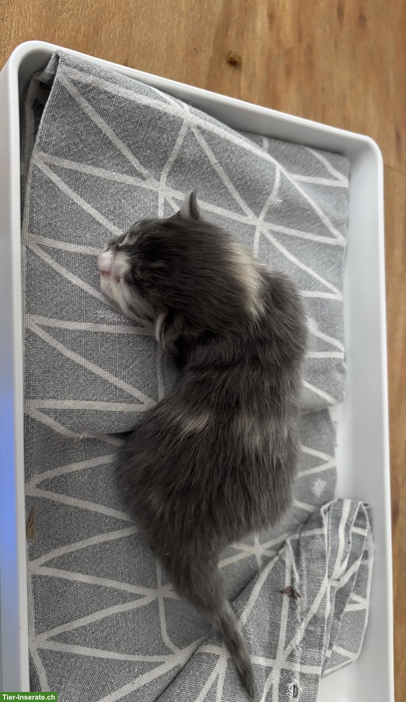 Bild 5: Maine Coon Kitten Wurf A und B