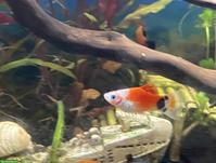 Platy Männchen zu verschenken