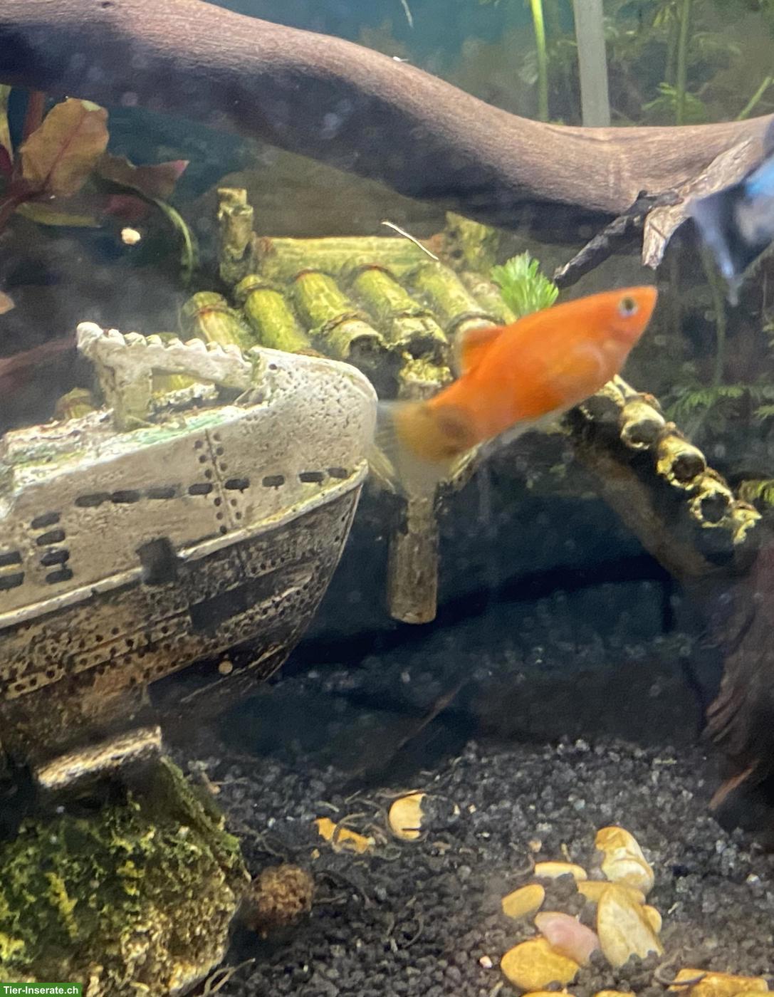 Bild 2: Platy Männchen zu verschenken