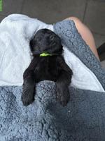 Flat Coated Retriever Welpe sucht liebevolle Familie