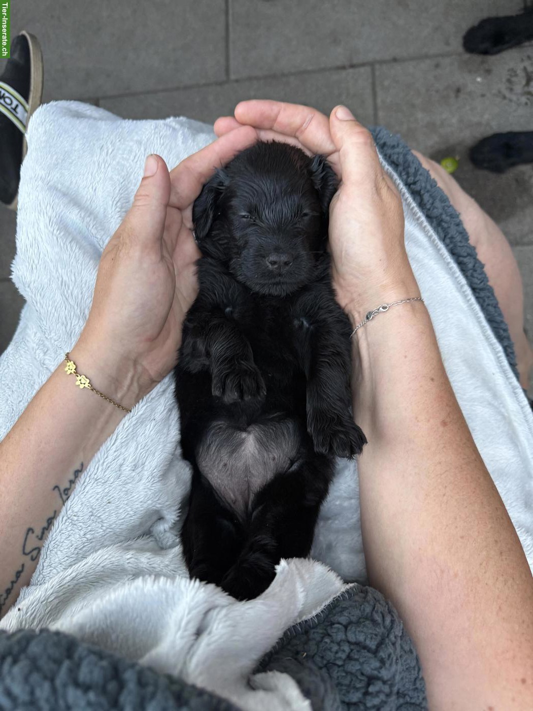 Bild 2: Flat Coated Retriever Welpe sucht liebevolle Familie