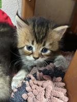 Maine Coon x Britisch Langhaar Mix Kater