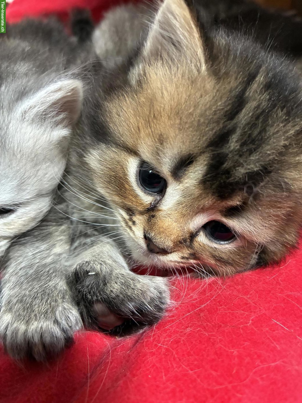 Bild 2: Maine Coon x Britisch Langhaar Mix Kater