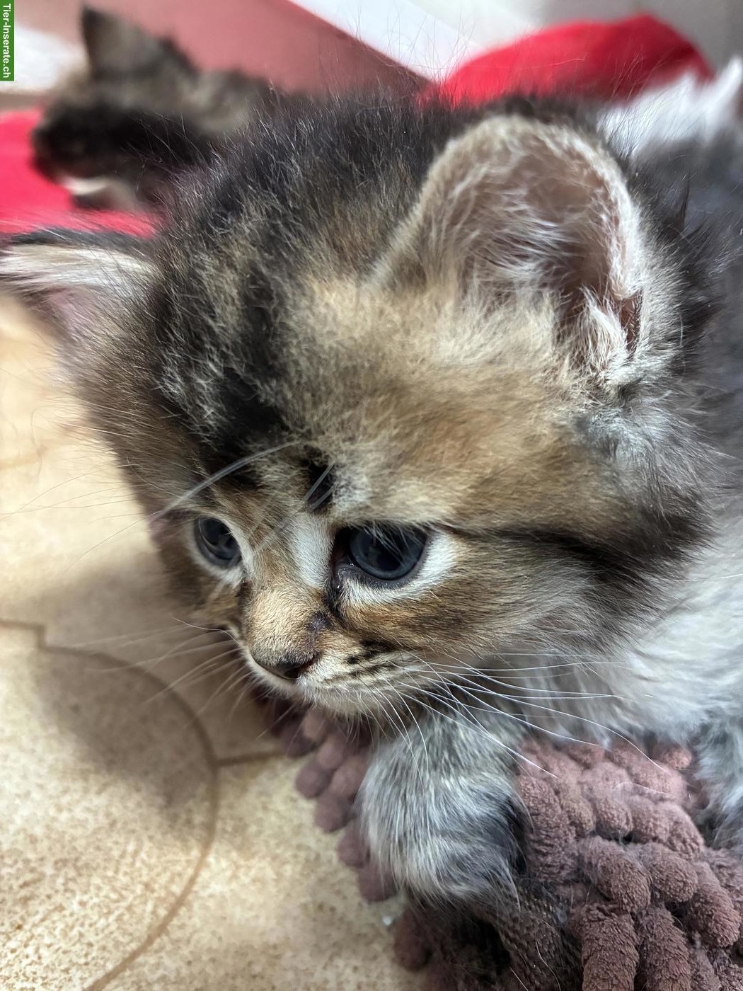 Bild 3: Maine Coon x Britisch Langhaar Mix Kater
