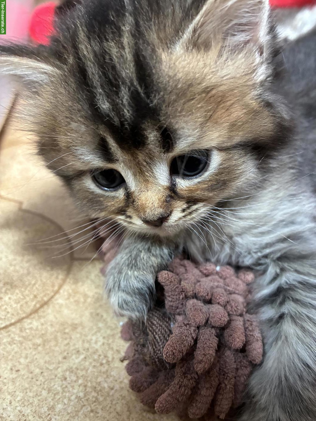 Bild 4: Maine Coon x Britisch Langhaar Mix Kater