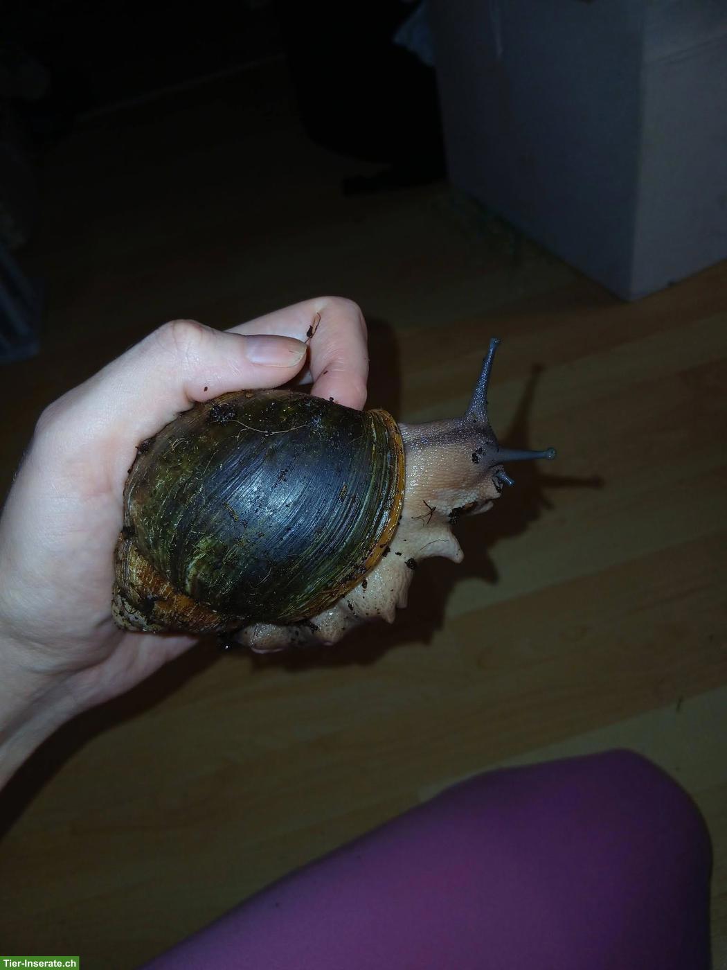 Bild 2: Achatschnecken Rhodostoma Benin
