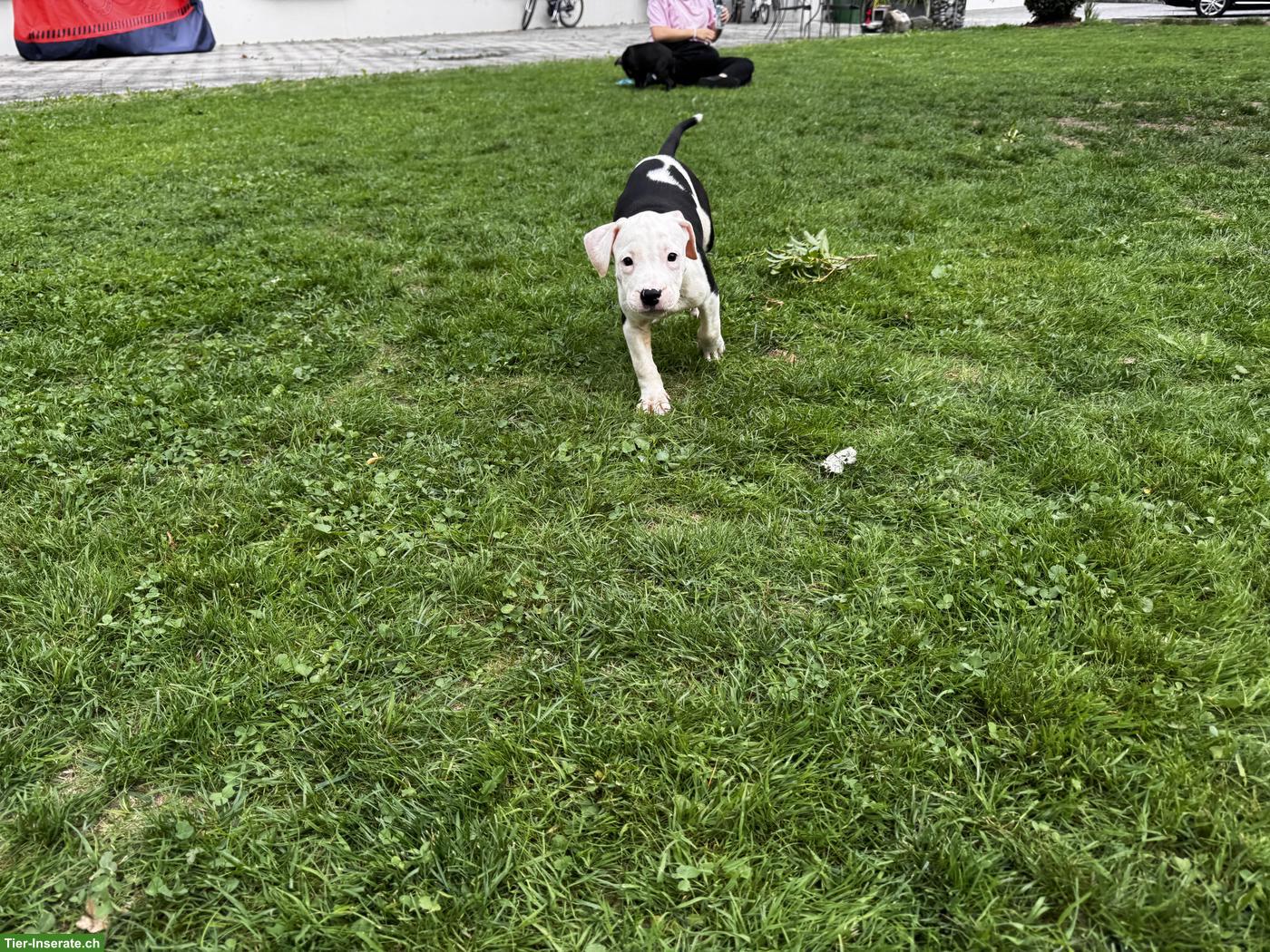 Wunderschöne American Staffordshire Terrier Welpen
