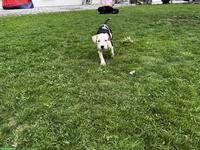 Wunderschöne American Staffordshire Terrier Welpen