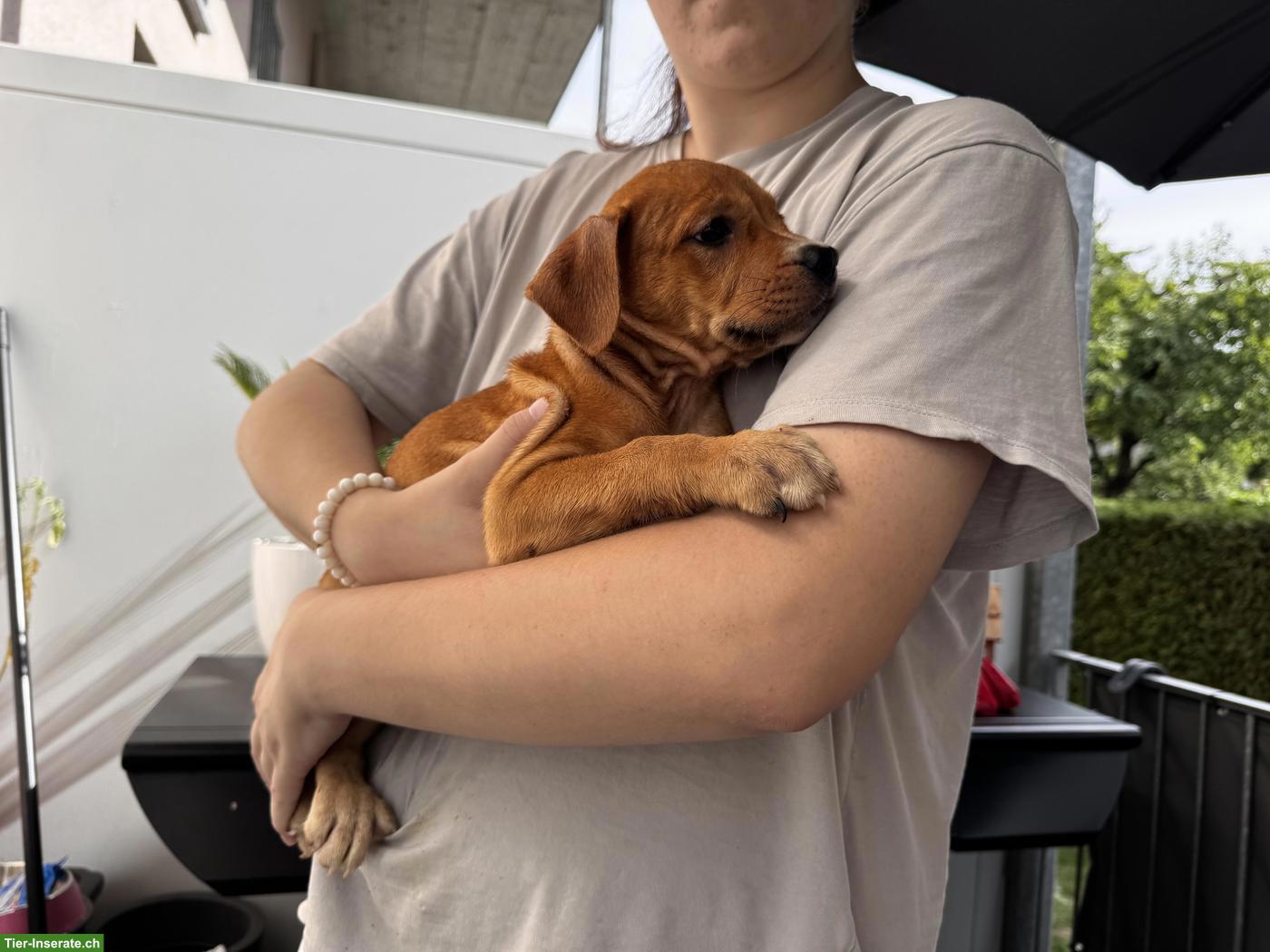Bild 10: Wunderschöne American Staffordshire Terrier Welpen