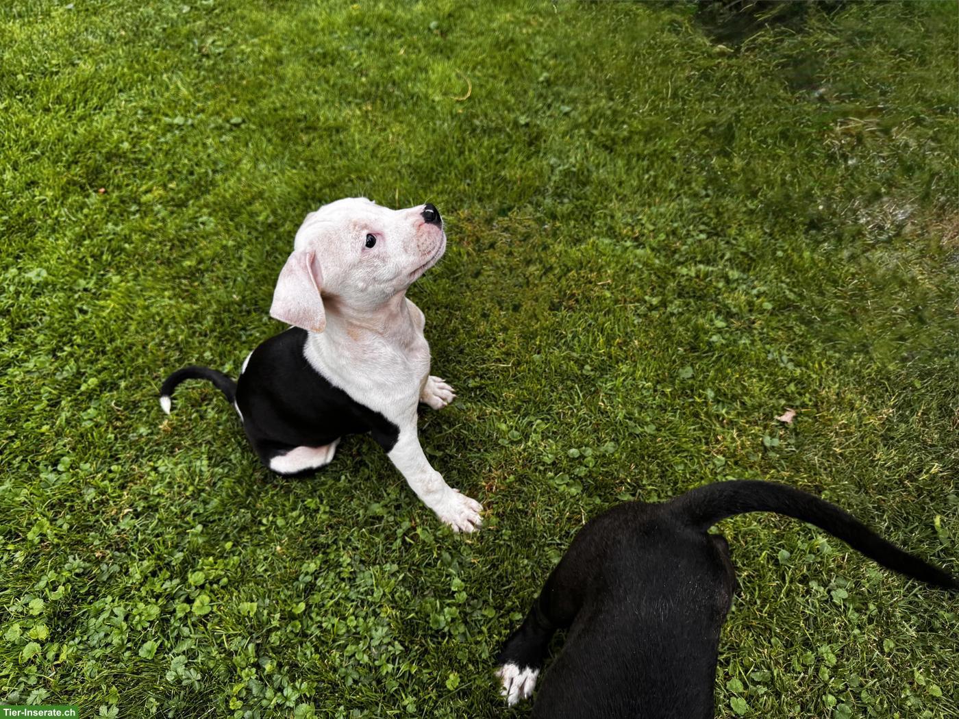 Bild 2: Wunderschöne American Staffordshire Terrier Welpen