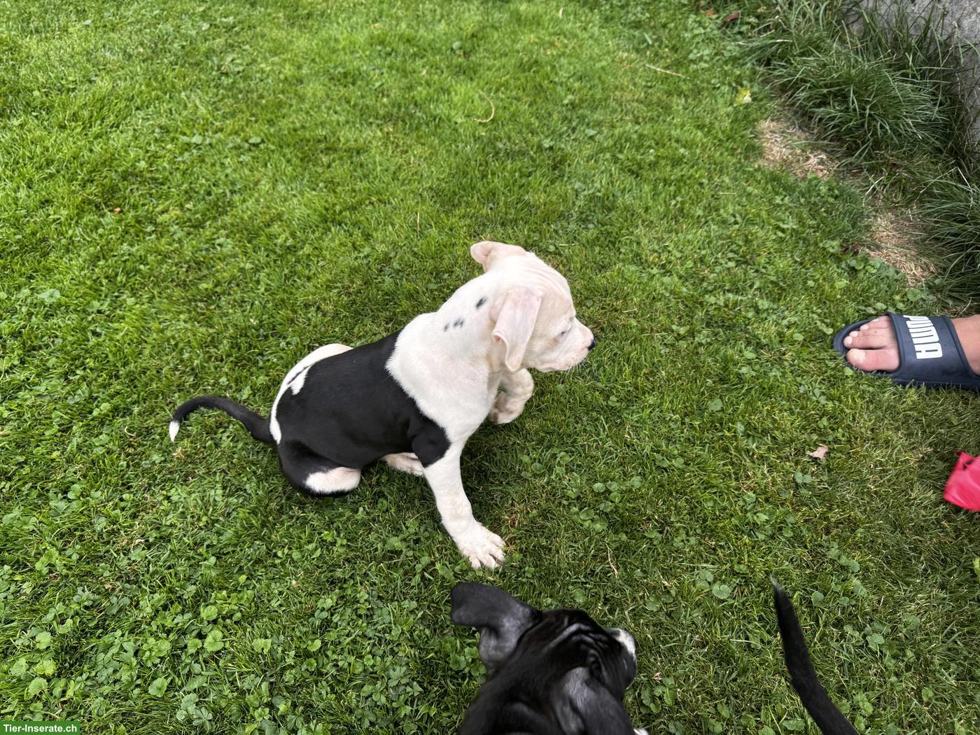 Bild 3: Wunderschöne American Staffordshire Terrier Welpen