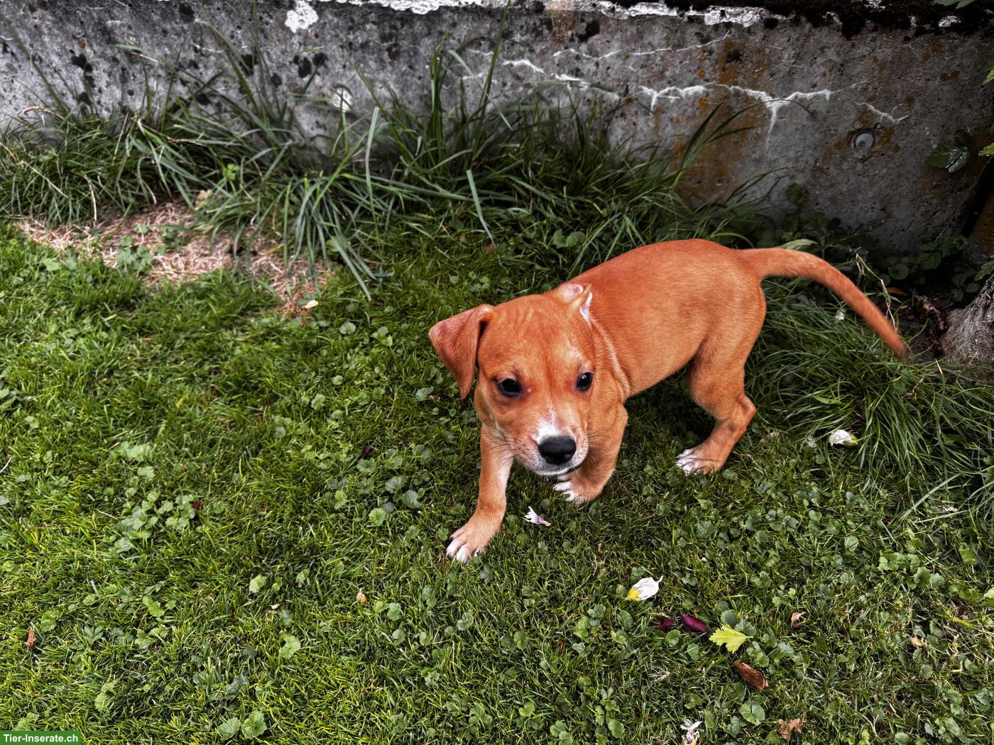 Bild 4: Wunderschöne American Staffordshire Terrier Welpen
