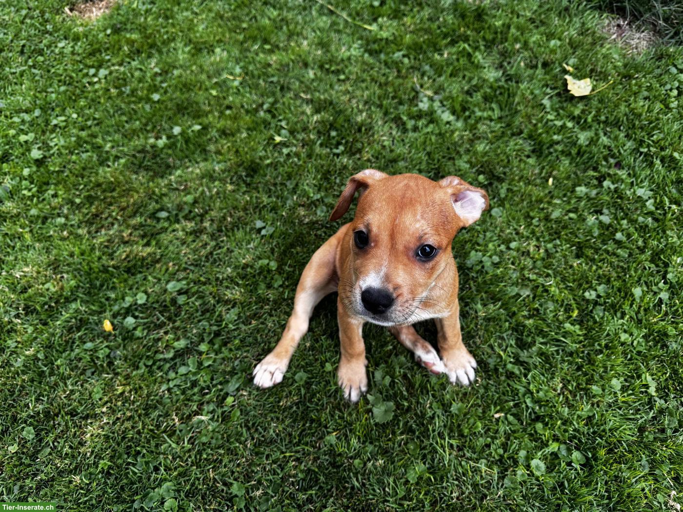 Bild 5: Wunderschöne American Staffordshire Terrier Welpen