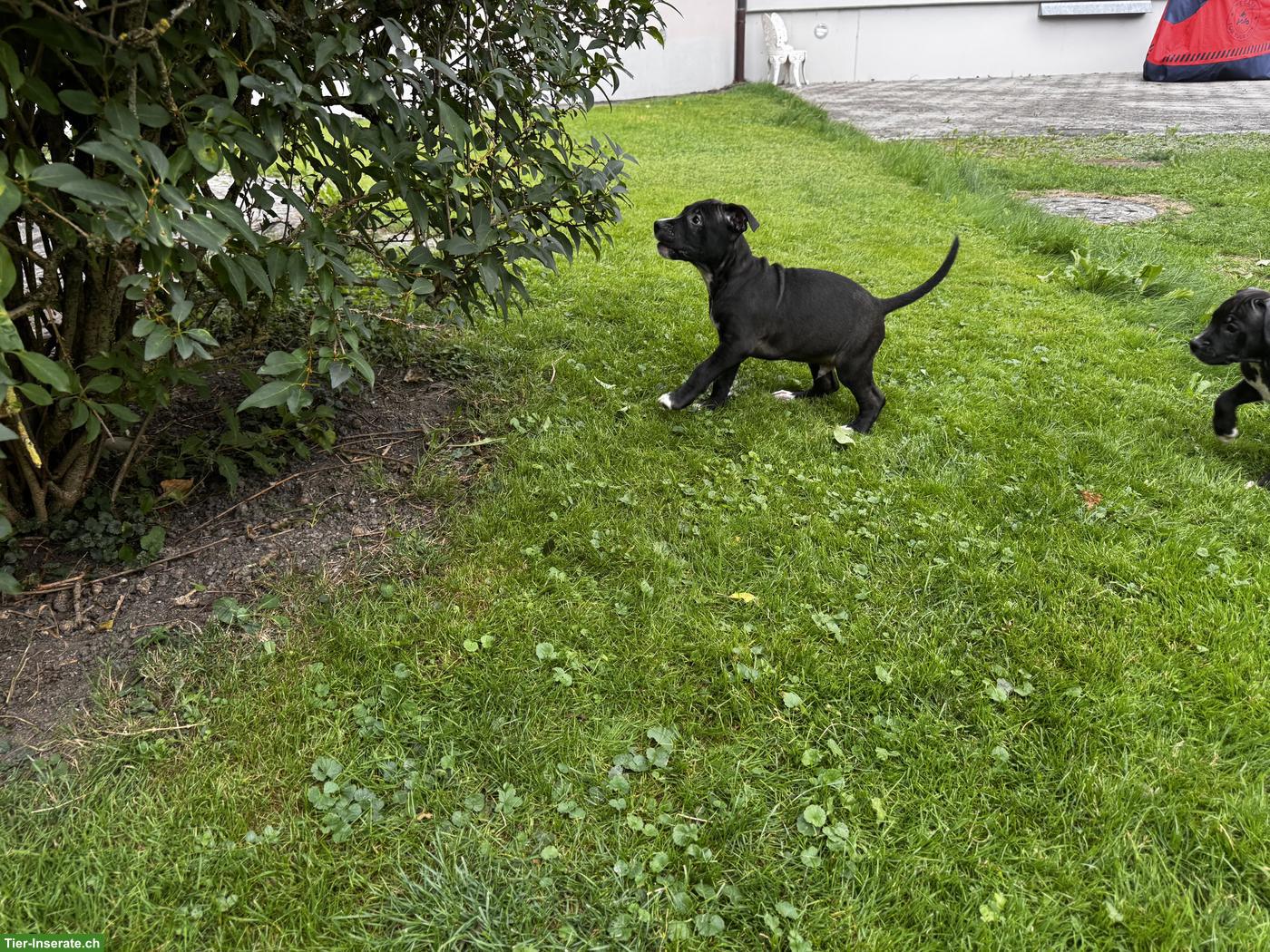 Bild 6: Wunderschöne American Staffordshire Terrier Welpen