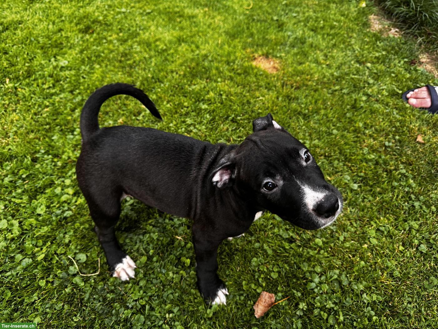 Bild 7: Wunderschöne American Staffordshire Terrier Welpen