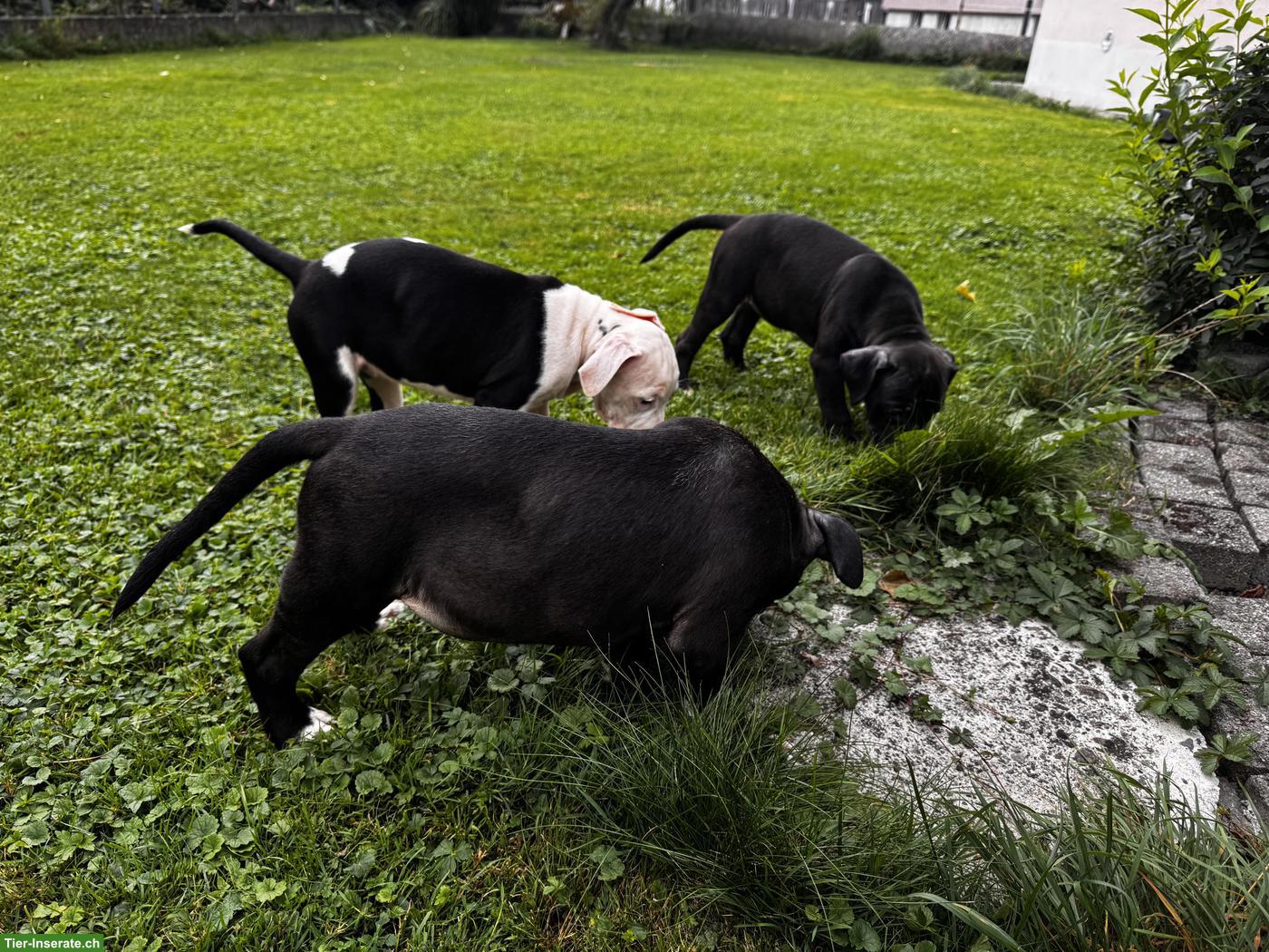 Bild 8: Wunderschöne American Staffordshire Terrier Welpen