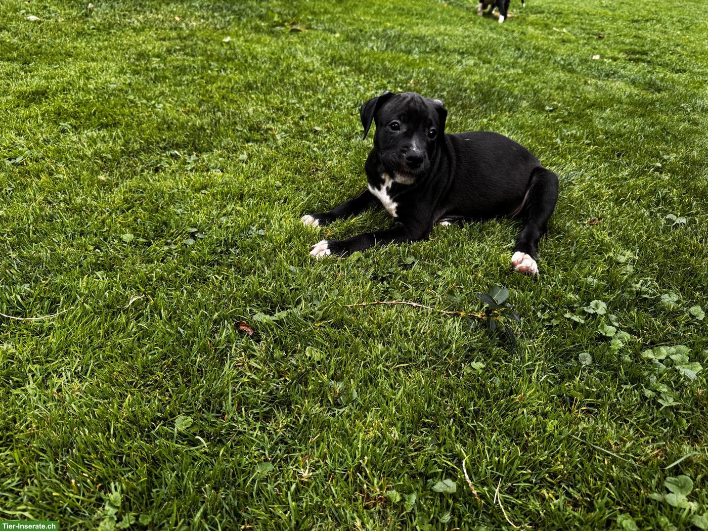 Bild 9: Wunderschöne American Staffordshire Terrier Welpen