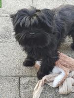 Yorkshire Terrier Rüde, black