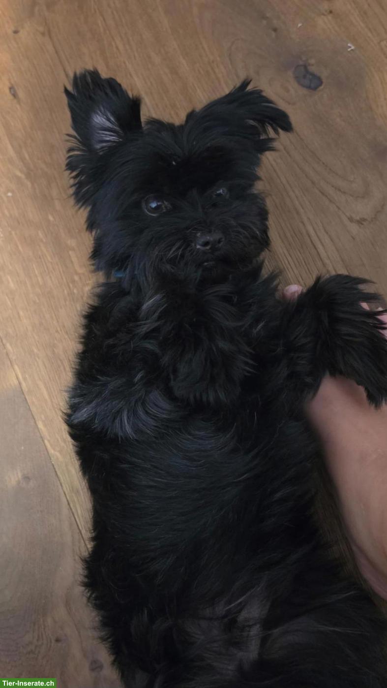 Bild 3: Yorkshire Terrier Rüde, black