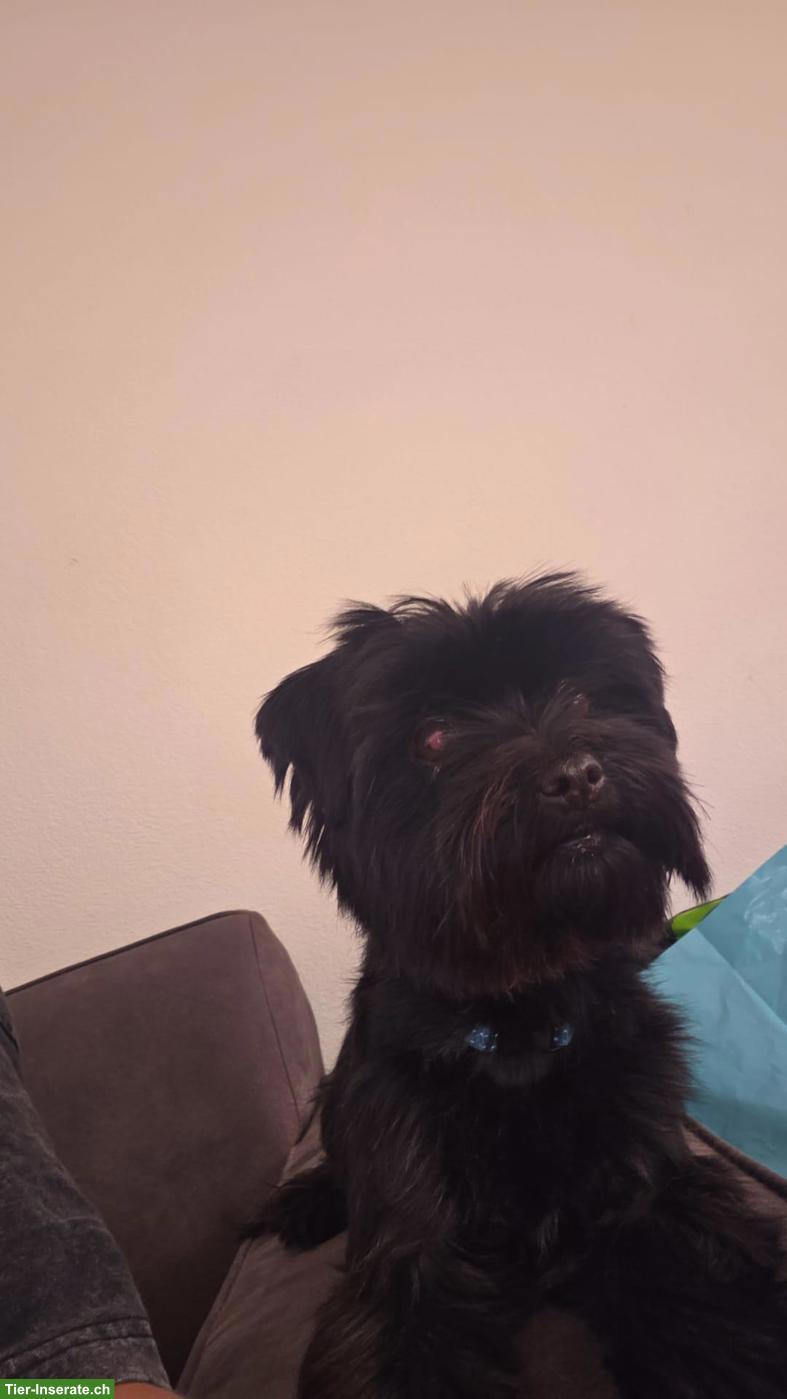 Bild 5: Yorkshire Terrier Rüde, black