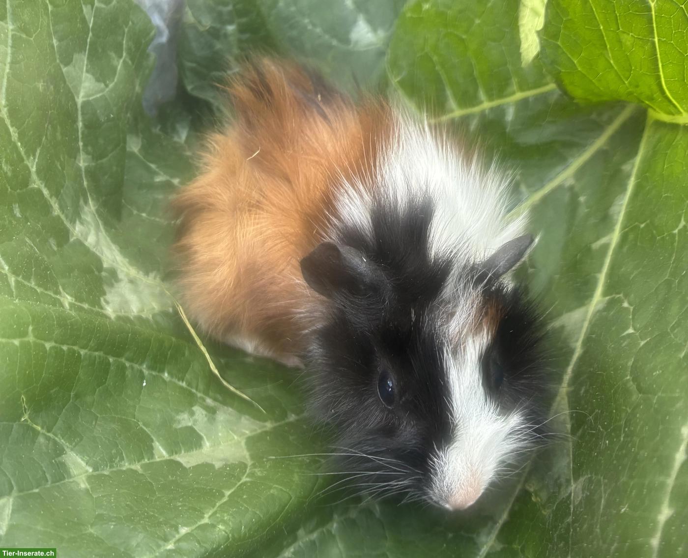 Bild 2: Junge herzige Meerschweinchen
