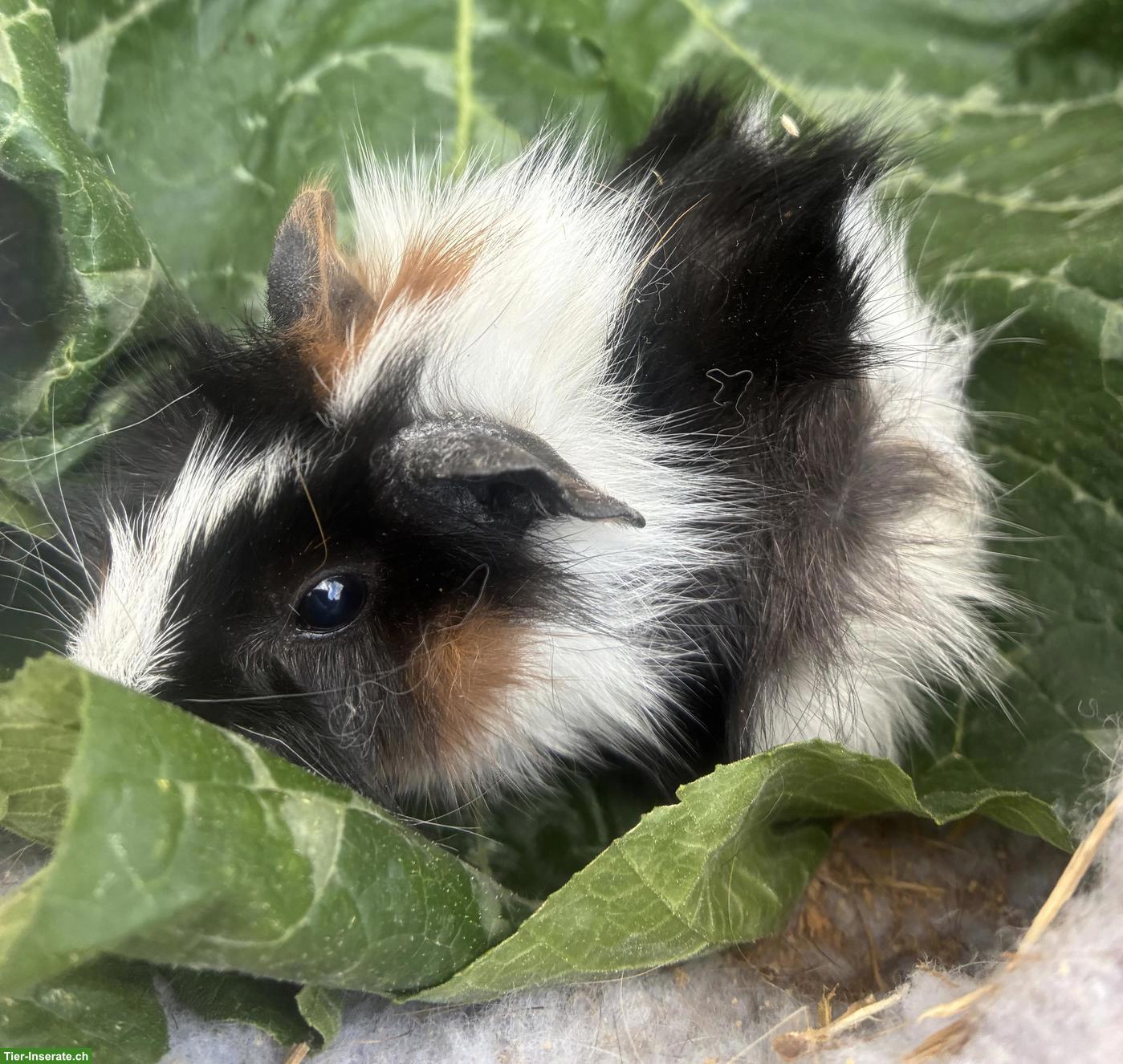 Bild 3: Junge herzige Meerschweinchen