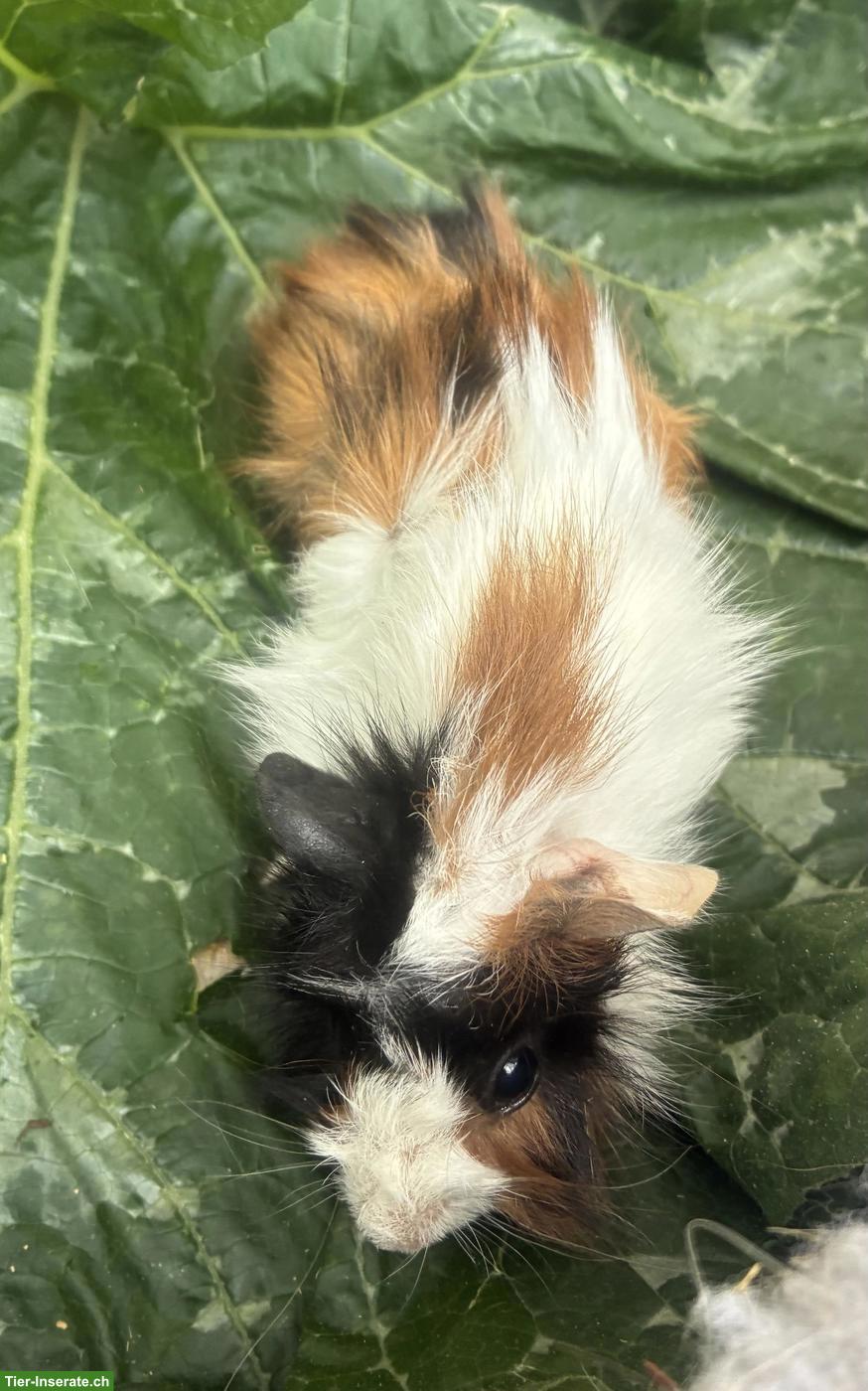 Bild 4: Junge herzige Meerschweinchen