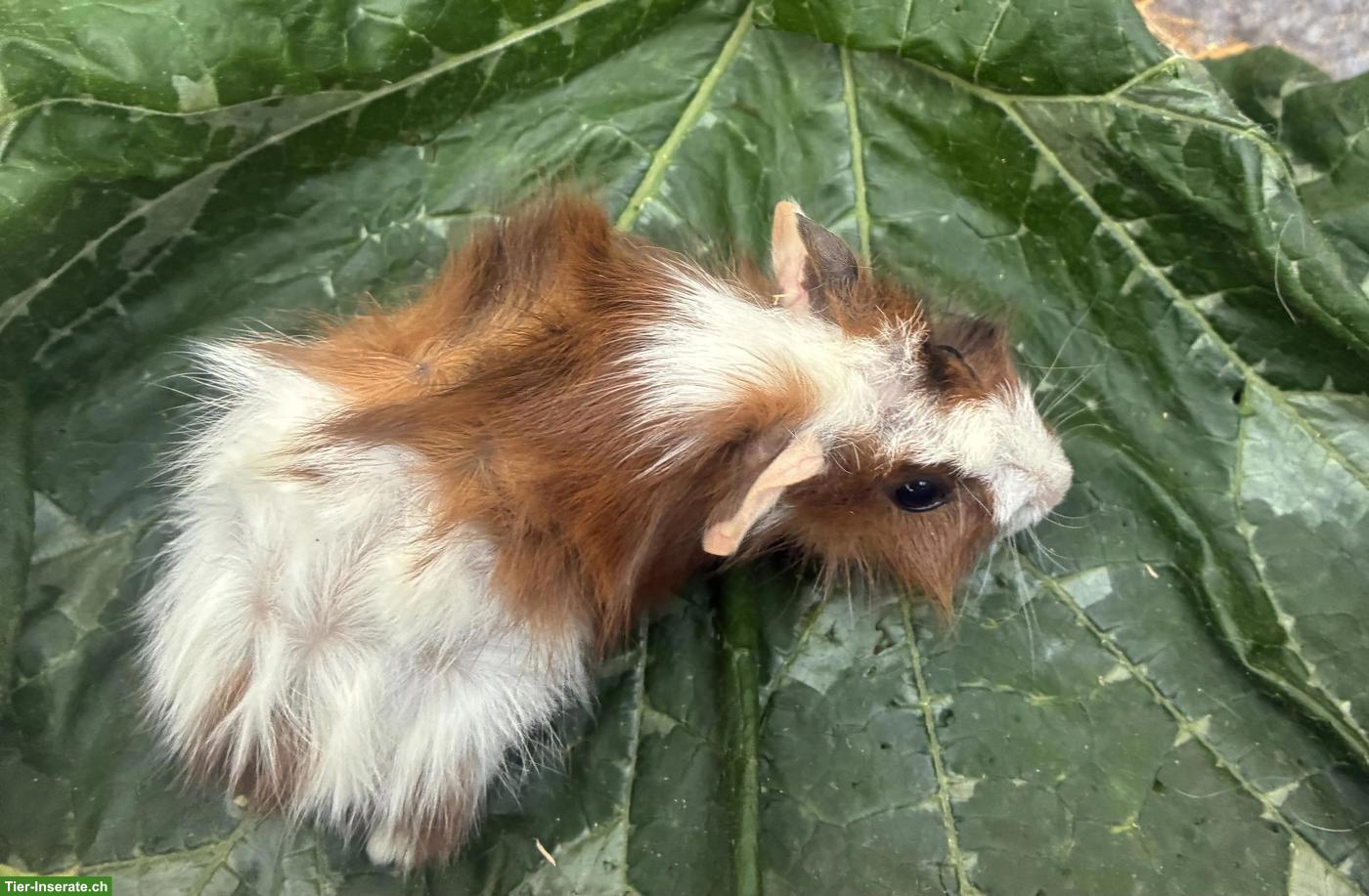 Bild 5: Junge herzige Meerschweinchen