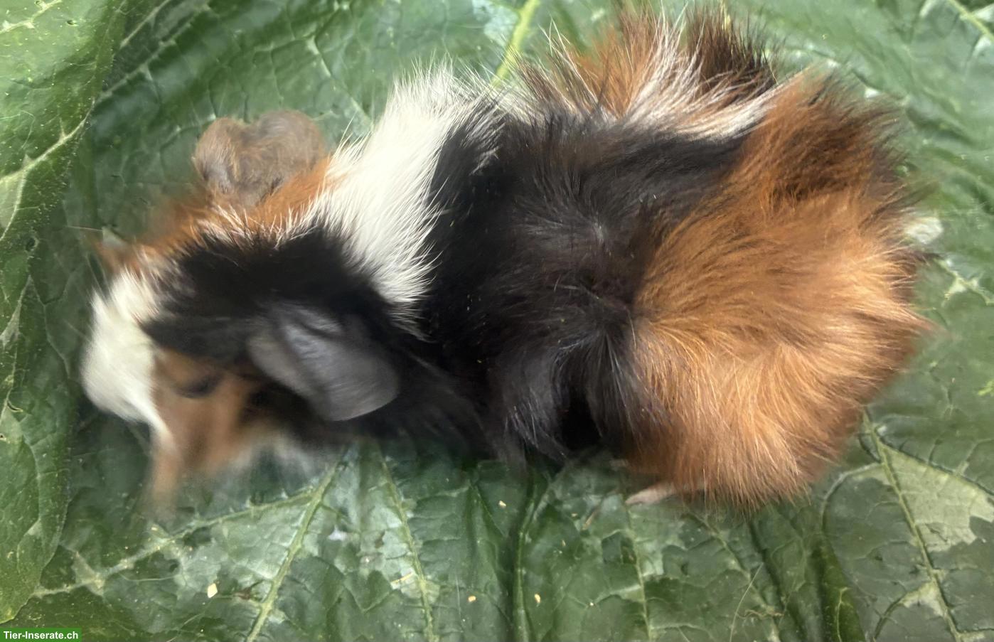 Bild 6: Junge herzige Meerschweinchen
