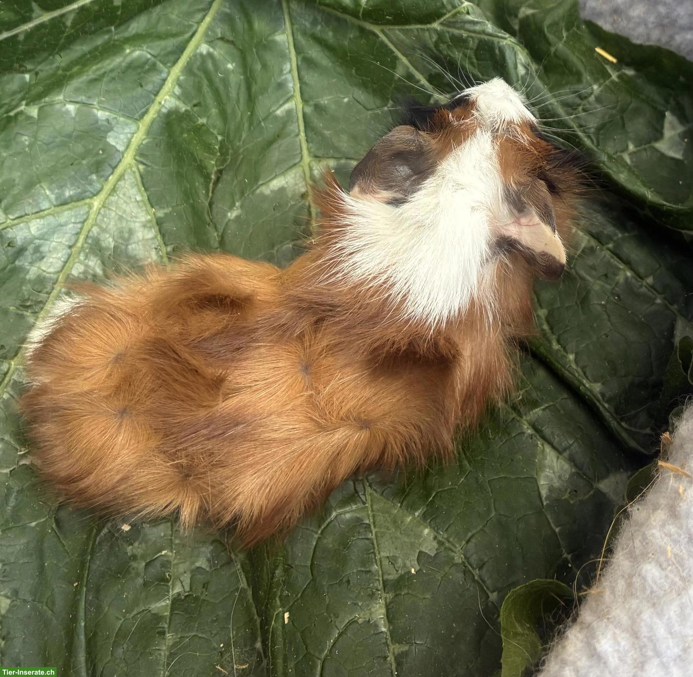 Bild 7: Junge herzige Meerschweinchen