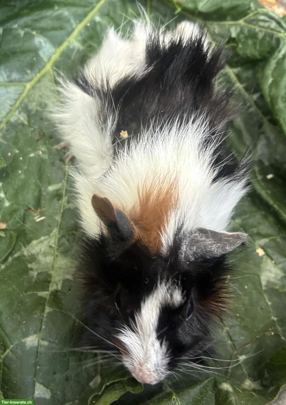Bild 8: Junge herzige Meerschweinchen