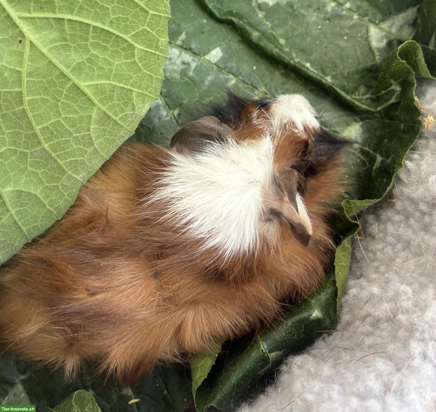 Bild 9: Junge herzige Meerschweinchen