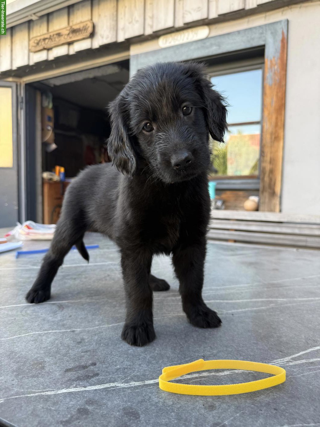 Flat Coated Retriever Welpen suchen neues Zuhause