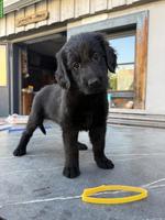 Flat Coated Retriever Welpen suchen neues Zuhause