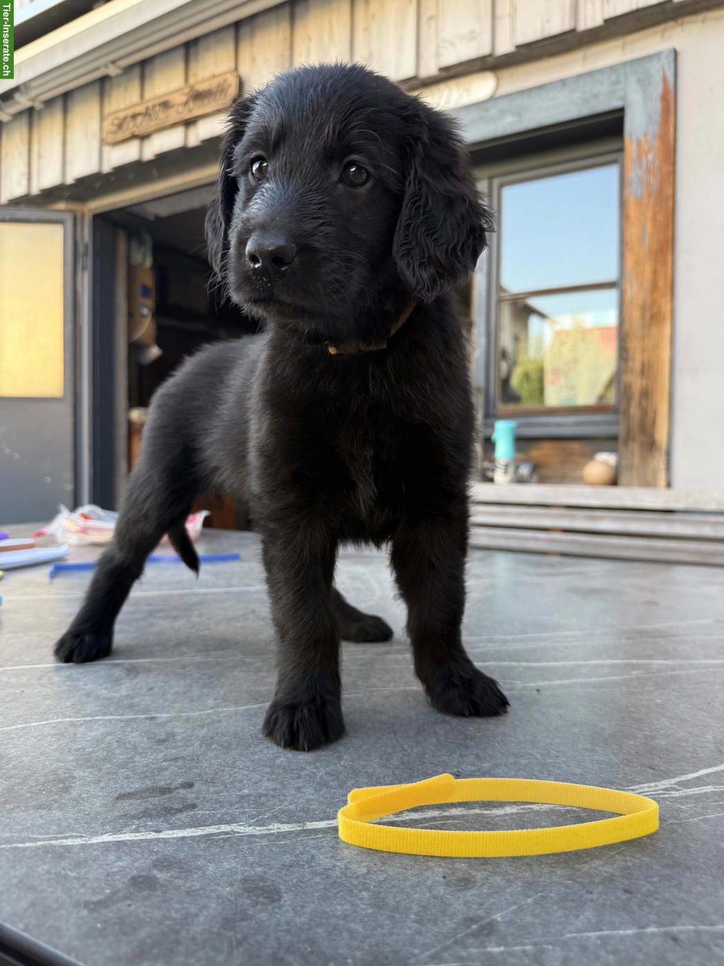 Bild 2: Flat Coated Retriever Welpen suchen neues Zuhause