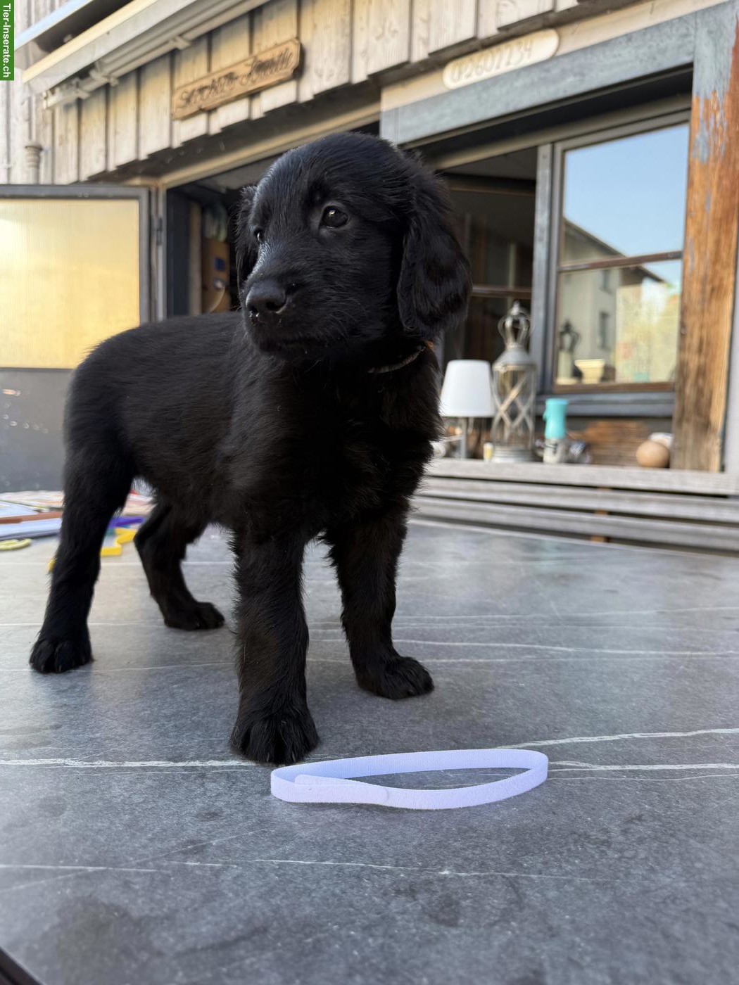 Bild 3: Flat Coated Retriever Welpen suchen neues Zuhause