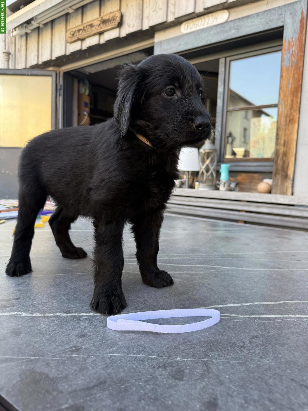 Bild 4: Flat Coated Retriever Welpen suchen neues Zuhause