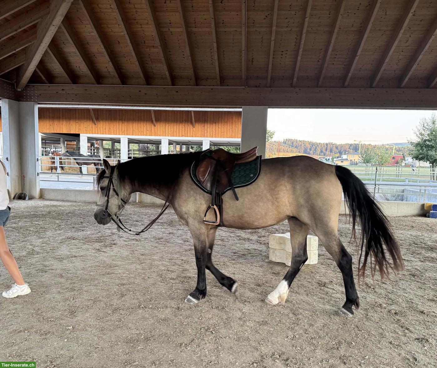 Tolle Connemara Stute 2022 | Falbe | 151cm | Klasse 1 |