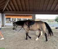 Tolle Connemara Stute 2022 | Falbe | 151cm | Klasse 1 |